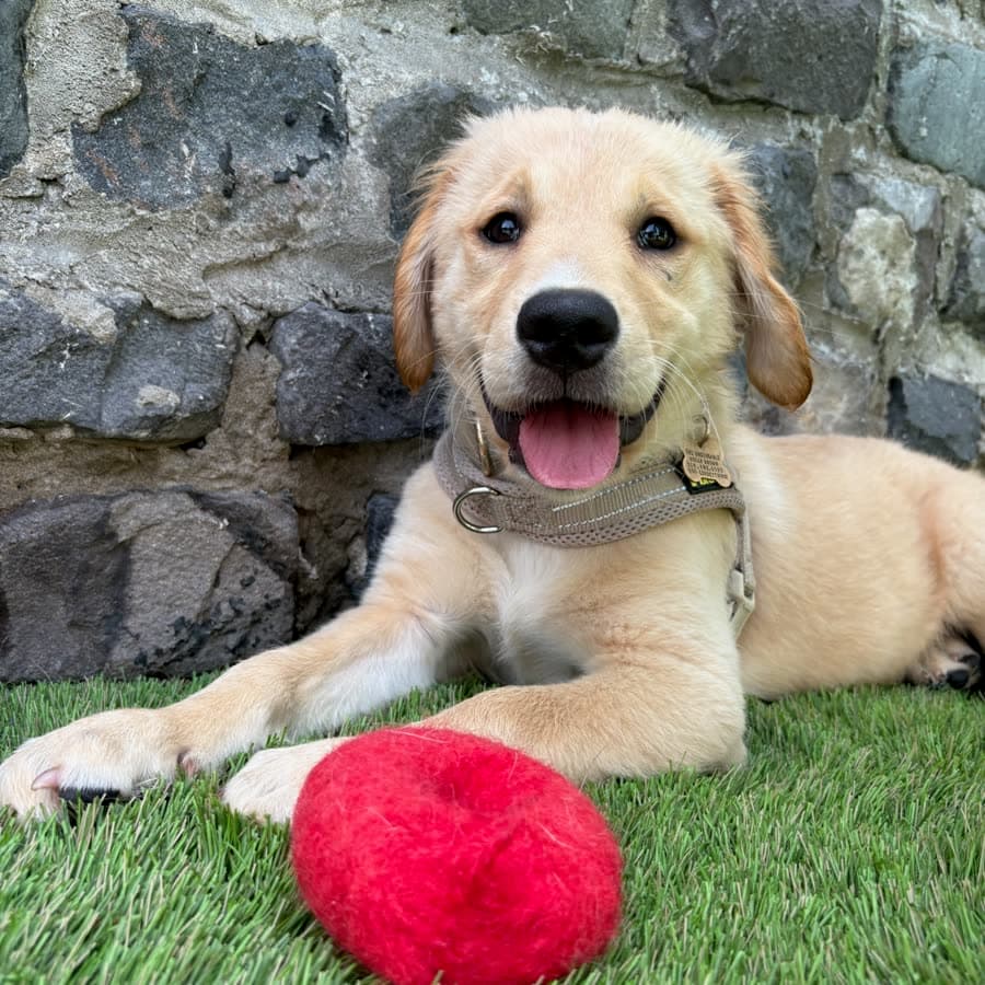 A golden retriever puppy with his felt ball at the puppy school