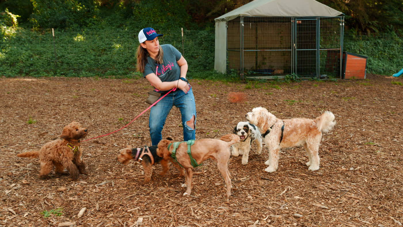 A Top Dog SF trainer playing with five dogs on the woodchips at the adventure ranch
