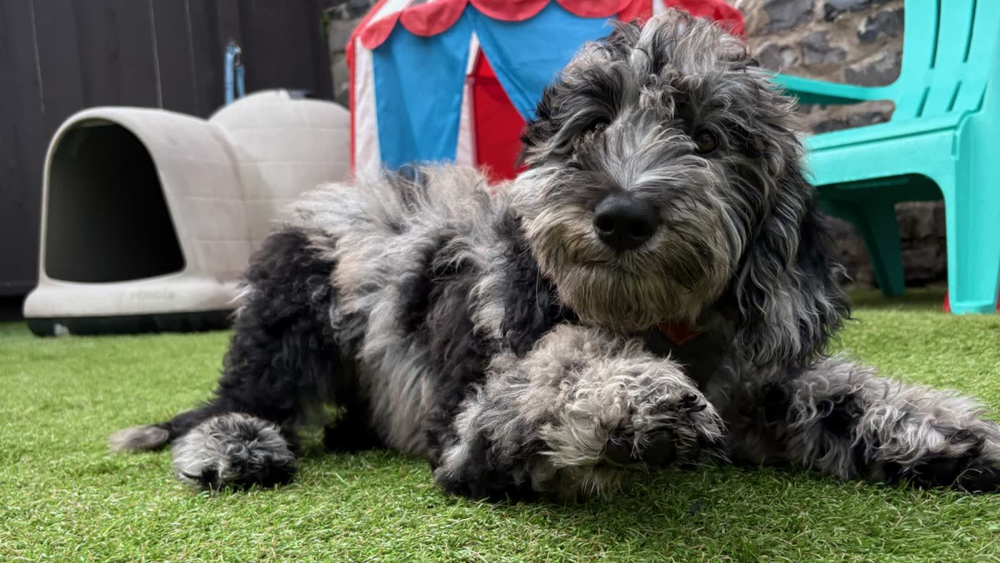 A fluffy merle doodle puppy lying on the turf at Top Dog SF's puppy playcare